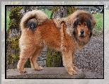 Pies, Mastif Tybetański