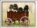 Mastiff, Psy, Wózek, Szczeniaki, Tybetański