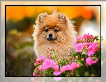Pomeranian, Kwiaty, Pies, Mordka, Szpic miniaturowy