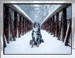 Most, Pies, Berneński pies pasterski, Śnieg