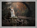 Pies, Mostek, Kamienie, Siberian husky, Postument, Potok