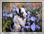 Niebieski, Owczarek australijski, Pies, Kwiaty, Powój