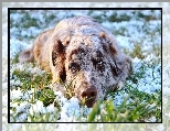 Śnieg, Owczarek australijski, Leżący, Australian shepherd, Trawa