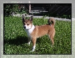 Norsk Lundehund