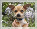 Chihuahua, Obroża, Kwiatki