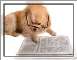Gazeta, Okulary, Pies, Szpic miniaturowy