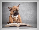 Książka, Pies, Okulary, Buldog francuski