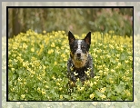 Żółte, Australian cattle dog, Pies, Łąka, Kwiaty