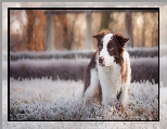 Oszronione, Pies, Border collie, Rośliny