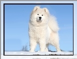 Biały, Pies, Akita