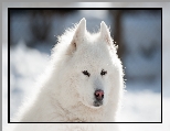 Biały, Puszysty, Samojed, Pies