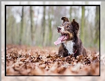 Pies, Border collie, Liście