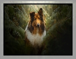 Pies, Owczarek szkocki długowłosy, Paprocie