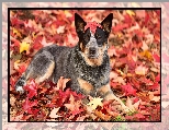 Pies, Australian cattle dog, Liście