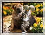 Shar Pei, Pies, Kot