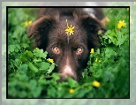 Rośliny, Pies, Żółty, Mordka, Owczarek australijski, Oczy, Kwiatek