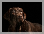 Pies, Brązowy, Labrador retriever
