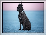 Lód, Cane corso, Pies