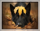 Pies, Czarny owczarek niemiecki, Liść