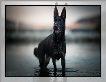 Pies, Czarny owczarek niemiecki, Woda