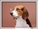 Okulary, Beagle