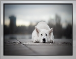 Pies, Leżący, Biały owczarek szwajcarski
