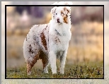 Pies, Pasterski, Owczarek australijski-australian shepherd