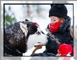 Pies, Zima, Dziecko, Gałązka, Siberian Husky