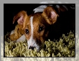 Pies, Jack Russell terrier, Dywan