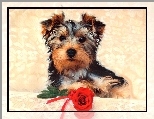 Pies, Yorkshire Terrier, Róża