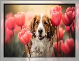 Tulipany, Płochacz holenderski, Pies