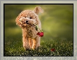 Pies, Róża, Pudel miniaturowy