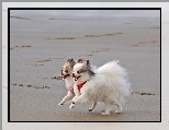 Pieski, Szpic Miniaturowy, Plaża