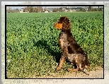 Spaniel pikardyjski, Trawy