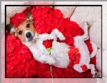 P�atki, R�a, Jack Russell terrier