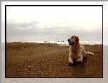Plaża, Pies, Golden Retriever, Morze