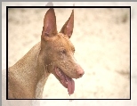 Pies faraona, uszy, postawione