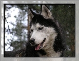 postawione, uszy, Siberian Husky