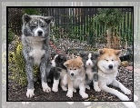 Psia, Akita, Szczęśliwa, Rodzinka
