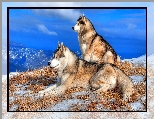 Psy, Alaskan Malamute, Góry