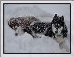 Śnieg, Siberian Husky, Psy, Zima