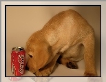 Piesek, Coca Coli, Puszka