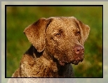 Pysk, Chesapeake Bay retrievera