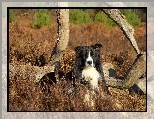 Rośliny, Border collie, Łąka, Konary