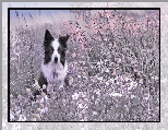 Pies, Rośliny, Kwiaty, Border collie, Łąka, Trawy
