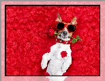 Okulary, Róża, Jack Russell terrier, Płatki, Śmieszne
