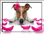 Pies, Róża, Różowa, Jack Russell terrier, Mordka, Płatki