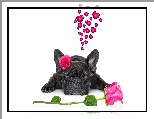Pies, Róże, Kwiaty, Buldog francuski, Zakochany, Serca