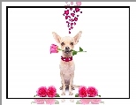 Róże, Chihuahua krótkowłosa, Pies, Serduszka, Romantyk