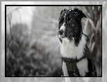 Pies, Rozmyte, Śnieg, Border collie, Mordka, Tło